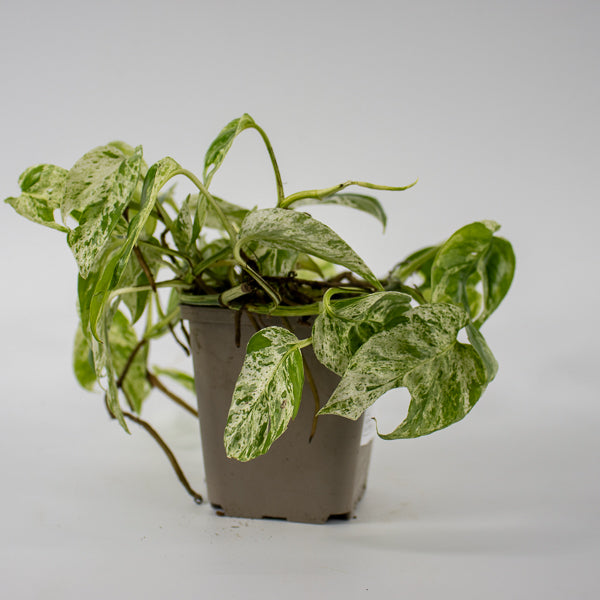 Epipremnum pinnatum Marble Variegata Ø9cm H25cm