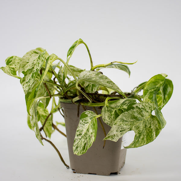 Epipremnum pinnatum Marble Variegata Ø9cm H25cm