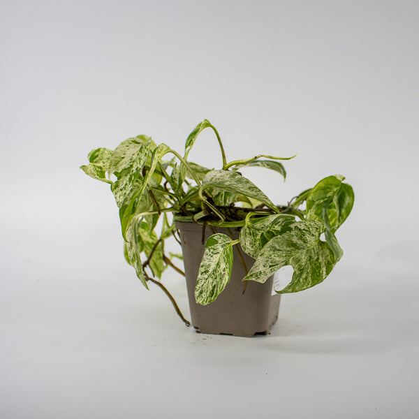 Epipremnum pinnatum Marble Variegata Ø9cm H25cm