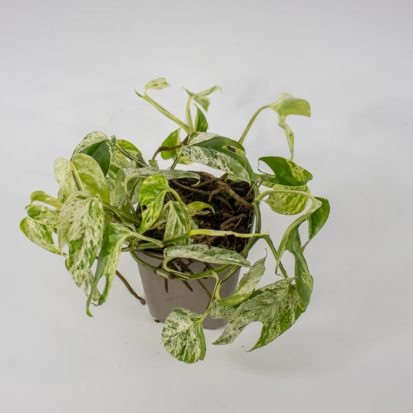 Epipremnum pinnatum Marble Variegata Ø9cm H25cm