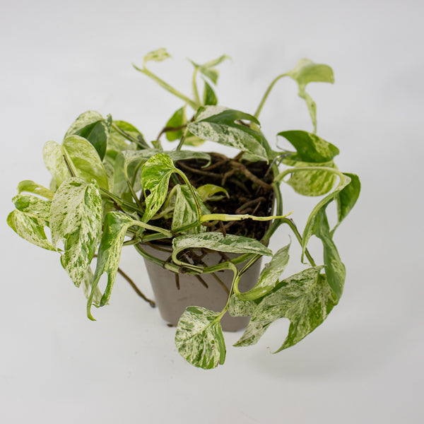 Epipremnum pinnatum Marble Variegata Ø9cm H25cm