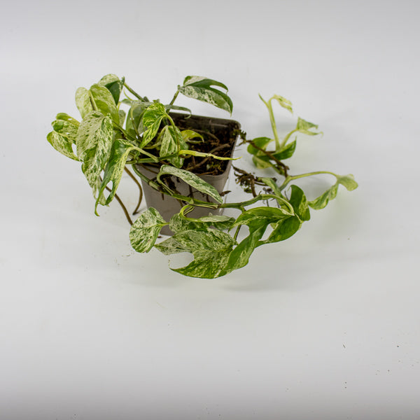 Epipremnum pinnatum Marble Variegata Ø9cm H25cm