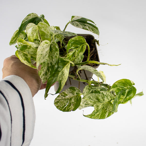 Epipremnum pinnatum Marble Variegata Ø9cm H25cm