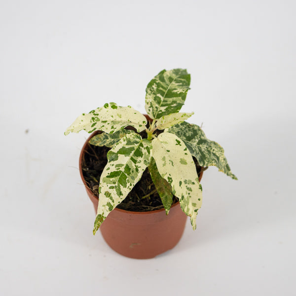 Ficus aspera Variegata Ø7cm H15cm
