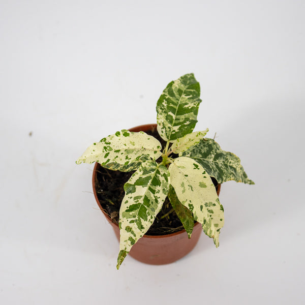 Ficus aspera Variegata Ø7cm H15cm