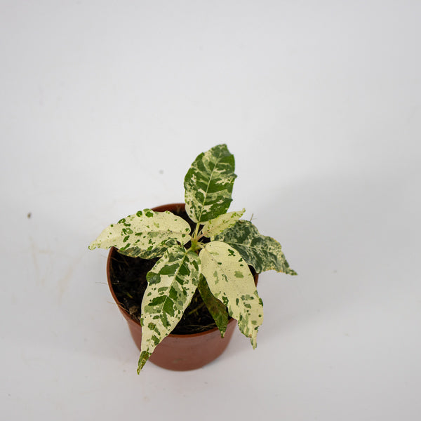 Ficus aspera Variegata Ø7cm H15cm