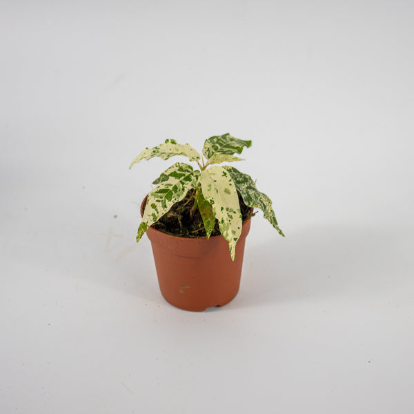Ficus aspera Variegata Ø7cm H15cm