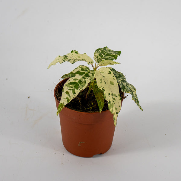 Ficus aspera Variegata Ø7cm H15cm