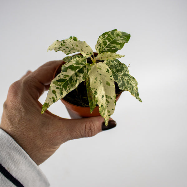 Ficus aspera Variegata Ø7cm H15cm