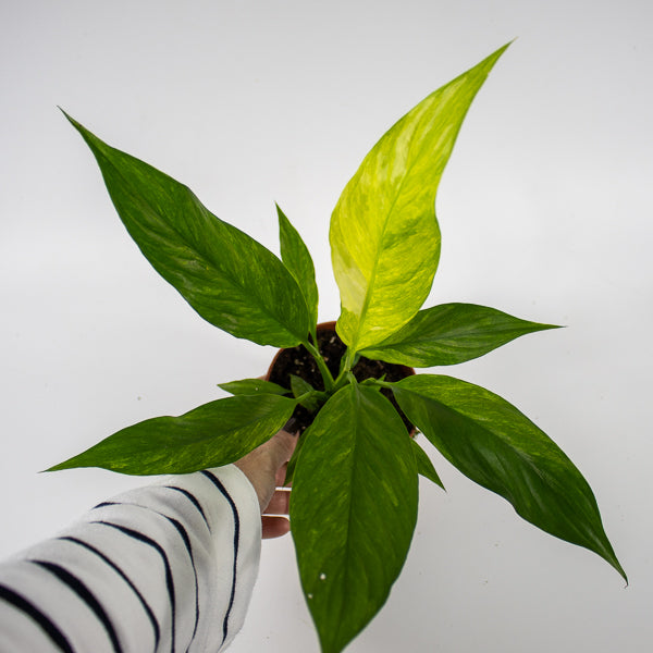 Spathiphyllum Aurea Ø10.5cm H20cm