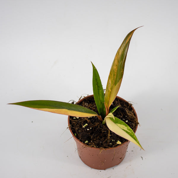 Philodendron Caramel Marble Ø10.5cm H25cm