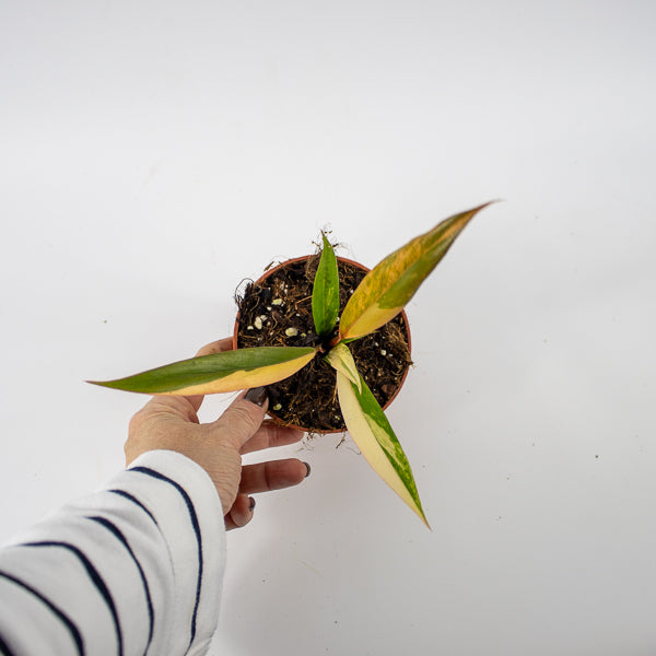 Philodendron Caramel Marble Ø10.5cm H25cm