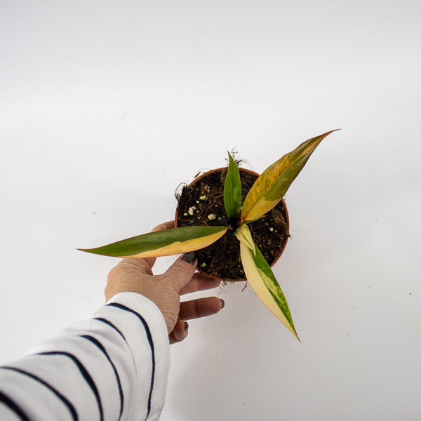 Philodendron Caramel Marble Ø10.5cm H25cm