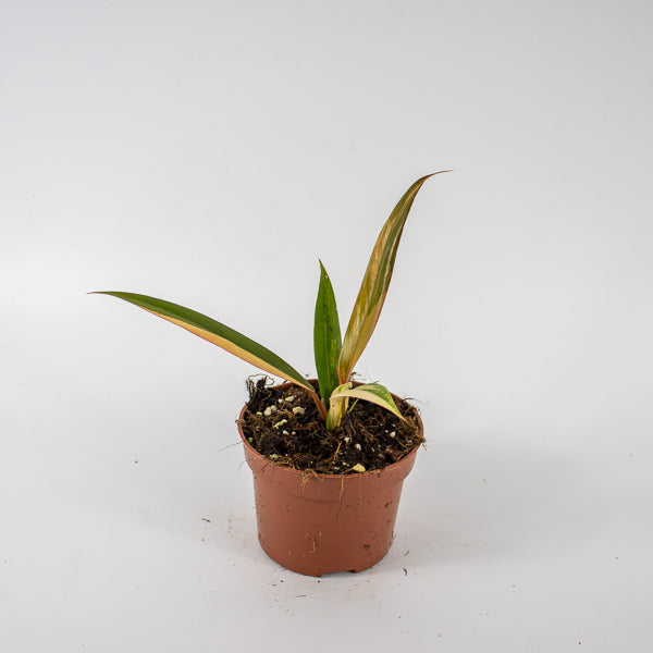 Philodendron Caramel Marble Ø10.5cm H25cm