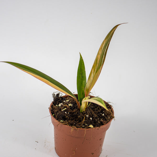 Philodendron Caramel Marble Ø10.5cm H25cm