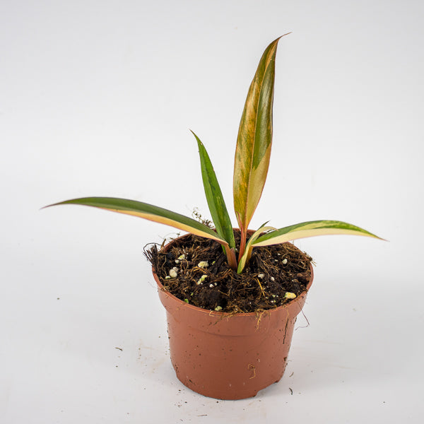 Philodendron Caramel Marble Ø10.5cm H25cm