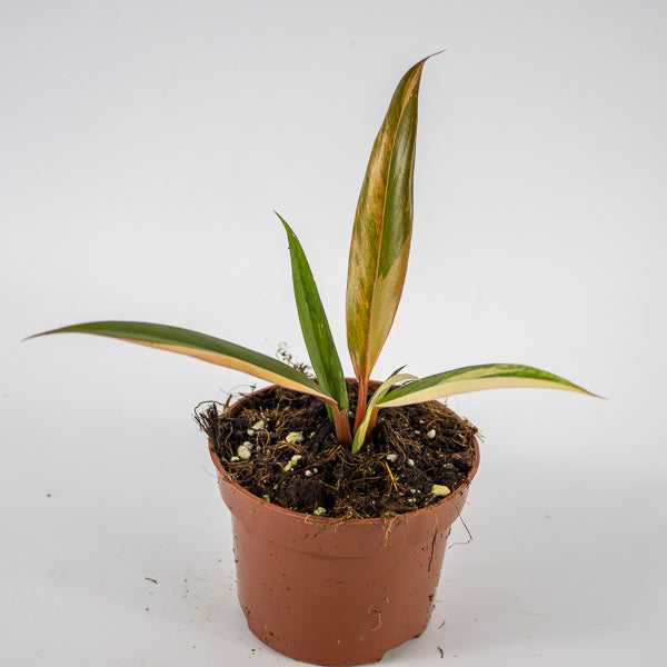 Philodendron Caramel Marble Ø10.5cm H25cm