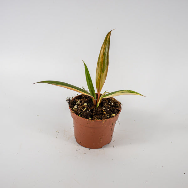 Philodendron Caramel Marble Ø10.5cm H25cm