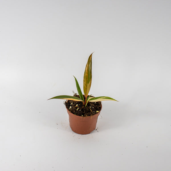 Philodendron Caramel Marble Ø10.5cm H25cm