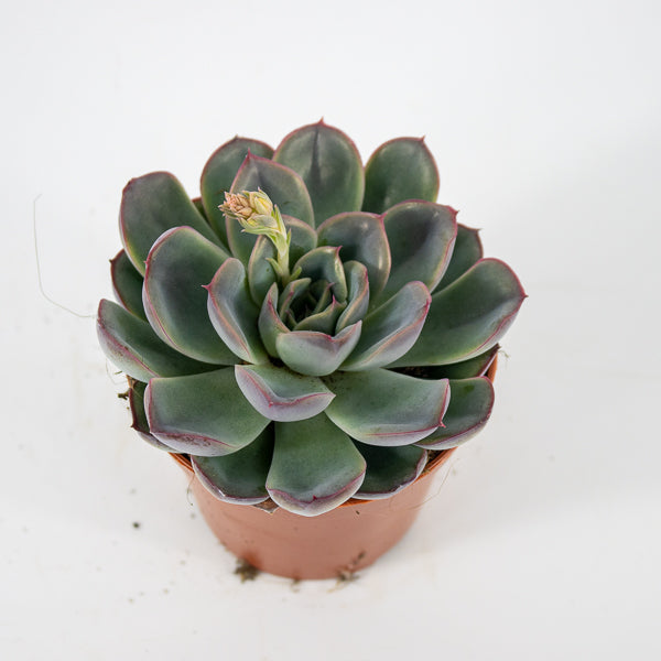 Echeveria Hercules Ø8.5cm H10cm