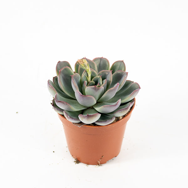 Echeveria Hercules Ø8.5cm H10cm