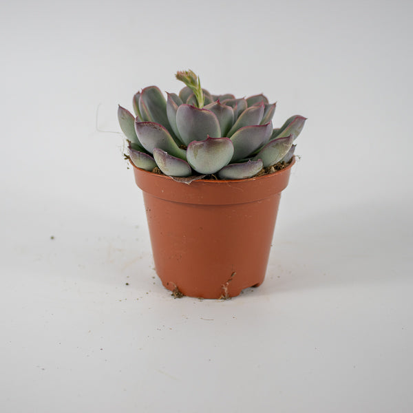 Echeveria Hercules Ø8.5cm H10cm