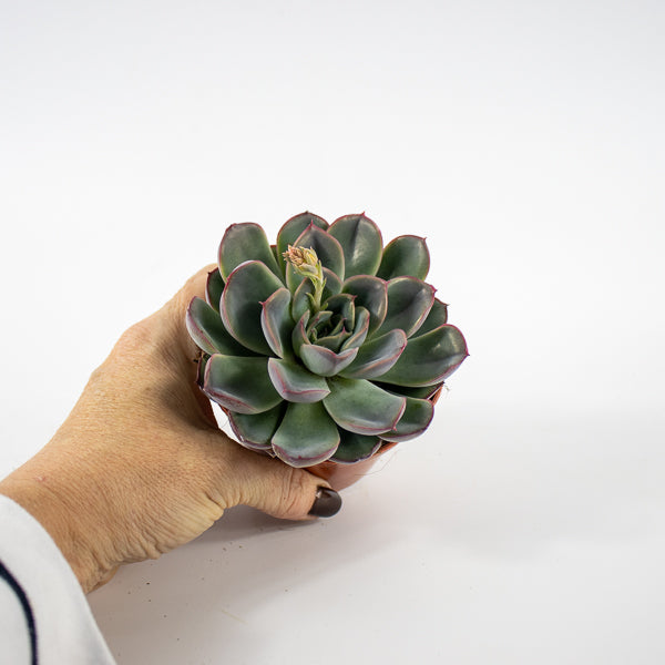 Echeveria Hercules Ø8.5cm H10cm