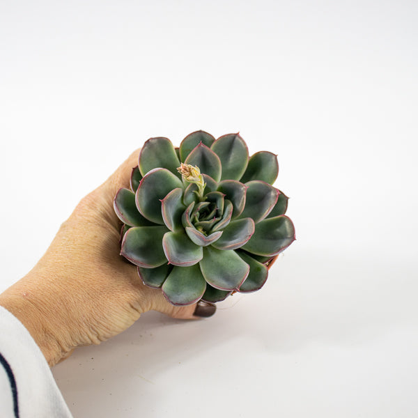 Echeveria Hercules Ø8.5cm H10cm