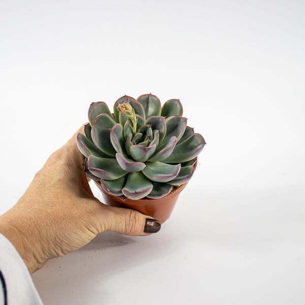 Echeveria Hercules Ø8.5cm H10cm
