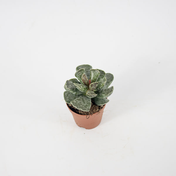 Adromischus cooperi Ø5.5cm H8cm