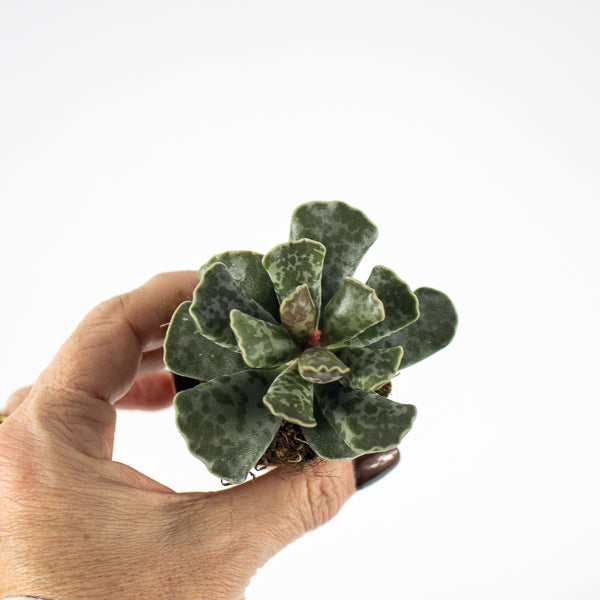 Adromischus cooperi Ø5.5cm H8cm