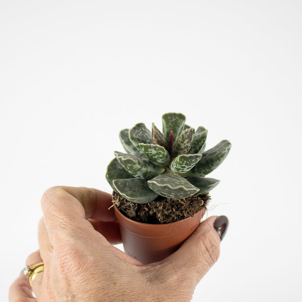 Adromischus cooperi Ø5.5cm H8cm