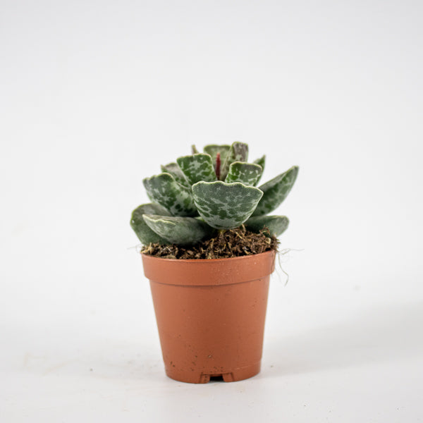 Adromischus cooperi Ø5.5cm H8cm