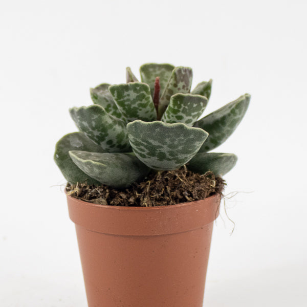 Adromischus cooperi Ø5.5cm H8cm