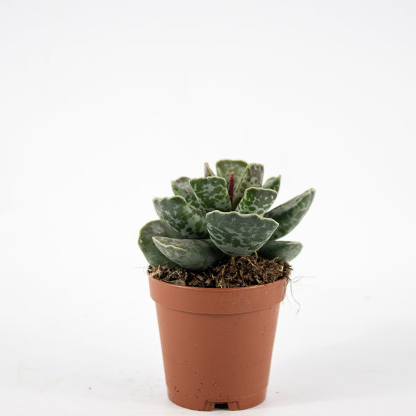 Adromischus cooperi Ø5.5cm H8cm