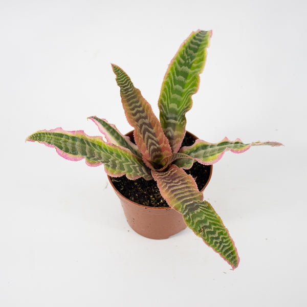 Cryptanthus Elaine Ø9cm H15cm