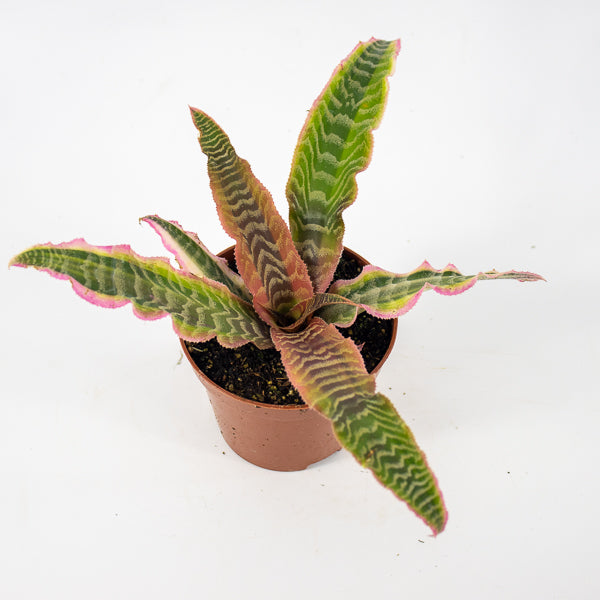 Cryptanthus Elaine Ø9cm H15cm
