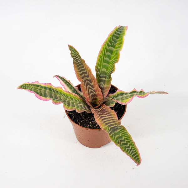 Cryptanthus Elaine Ø9cm H15cm