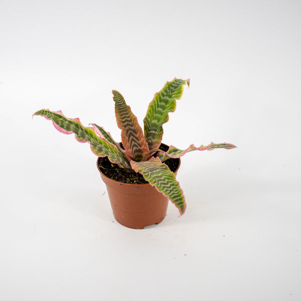 Cryptanthus Elaine Ø9cm H15cm