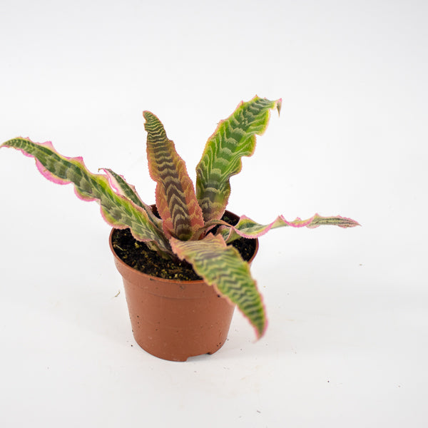 Cryptanthus Elaine Ø9cm H15cm
