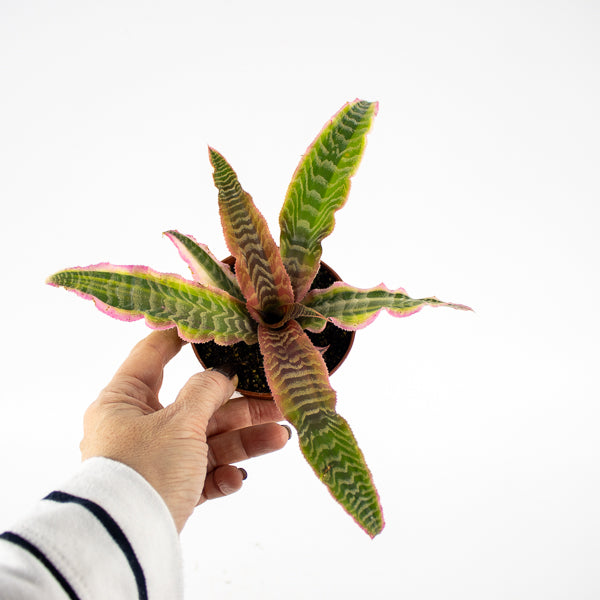 Cryptanthus Elaine Ø9cm H15cm