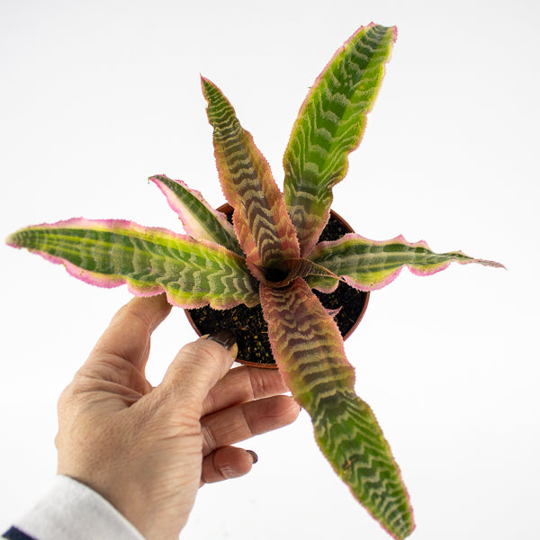 Cryptanthus Elaine Ø9cm H15cm