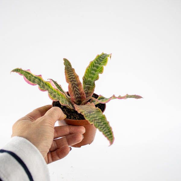 Cryptanthus Elaine Ø9cm H15cm