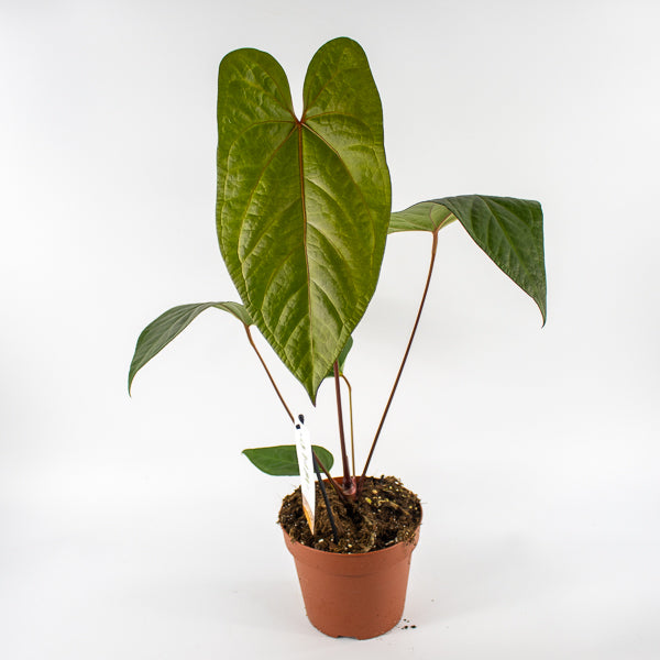 Anthurium magnificum x nigrolaminum Gigi Ø17cm H50cm