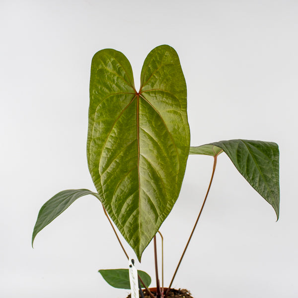 Anthurium magnificum x nigrolaminum Gigi Ø17cm H50cm