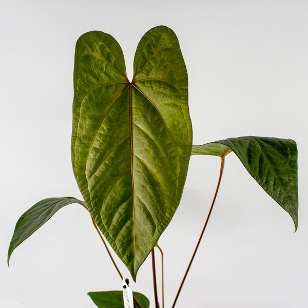 Anthurium magnificum x nigrolaminum Gigi Ø17cm H50cm