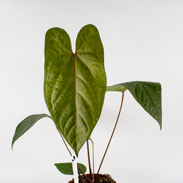 Anthurium magnificum x nigrolaminum Gigi Ø17cm H50cm