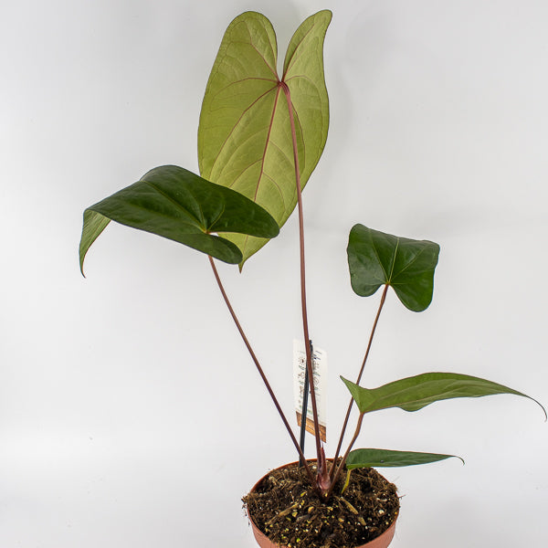 Anthurium magnificum x nigrolaminum Gigi Ø17cm H50cm