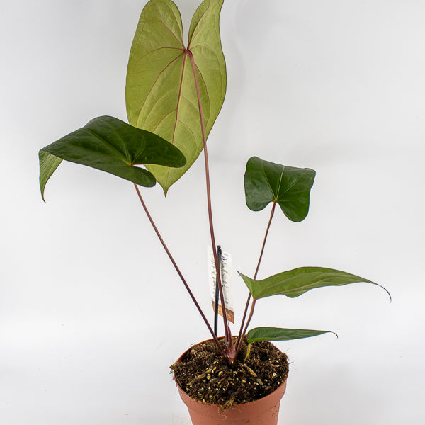 Anthurium magnificum x nigrolaminum Gigi Ø17cm H50cm