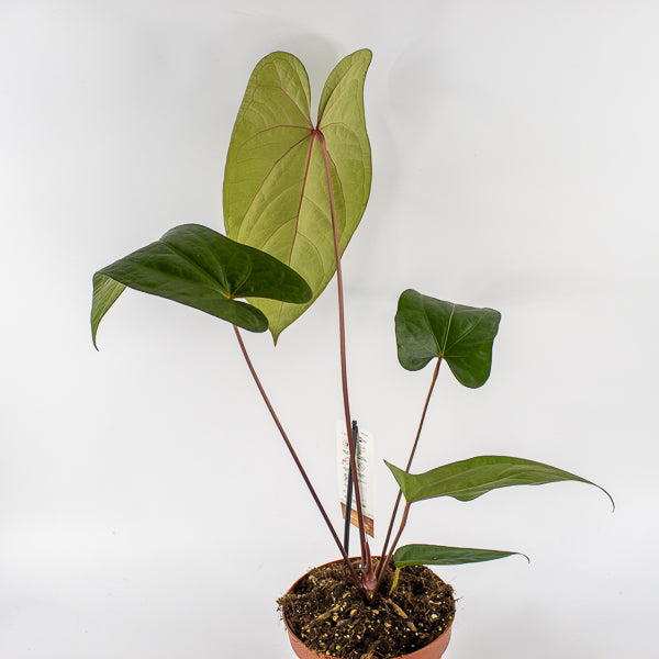 Anthurium magnificum x nigrolaminum Gigi Ø17cm H50cm